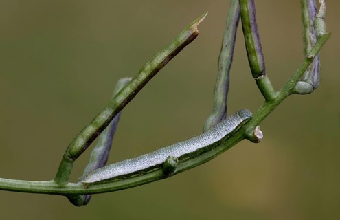 Orange tip