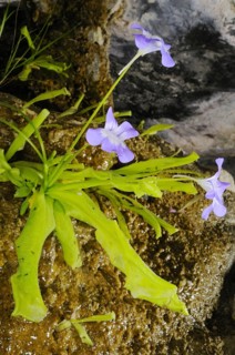 Long-leaved Butterwort