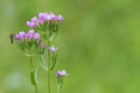 Common centaurium pulchellum