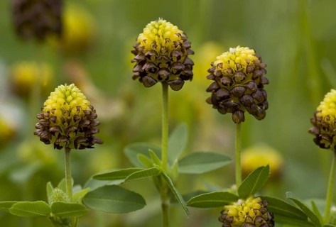 Flowering brown clover