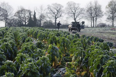 Brussels Sprout
