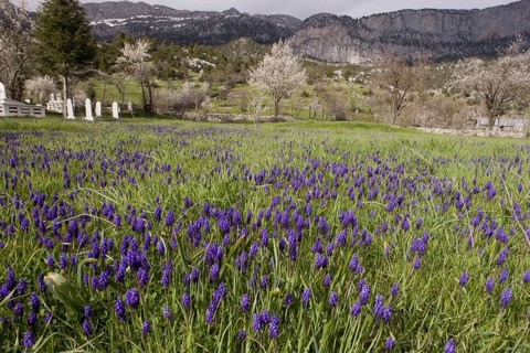 Muscari racemosum