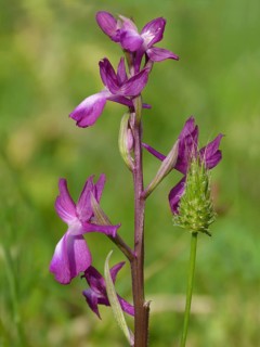 Loose-flowered Orchid