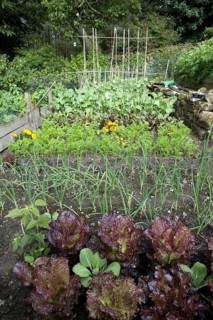 Vegetable garden with mixed vegetables