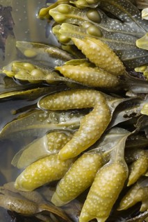 Bladder wrack