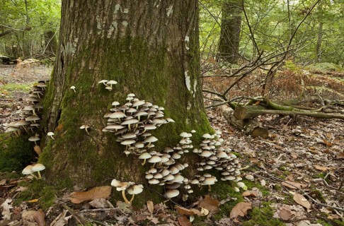 Sulphur Tuft