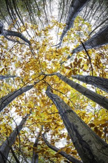 Tree trunks and canopy of chestnut