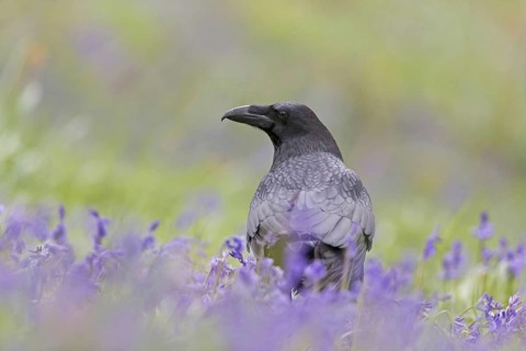 Common raven
