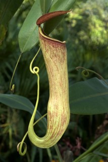 Pitcher plant