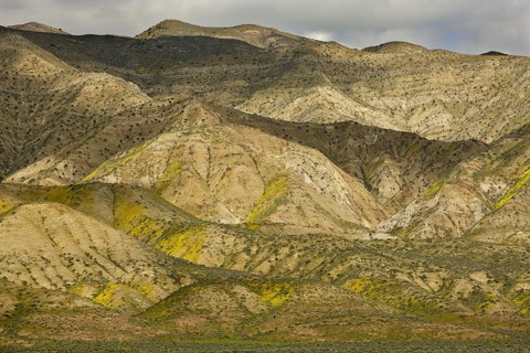 View of hillsides with flowering wildflowers