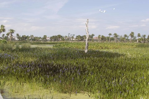 Heartleaf pondweed