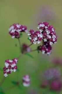 (Origanum vulgare)