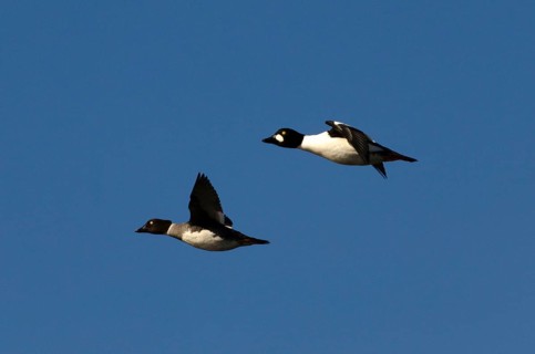 Goldeneye