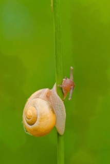 Ribbon snail