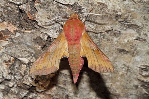 Small elephant hawk-moth