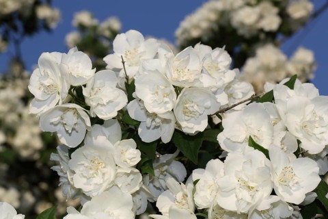 Common jasmine