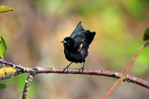 Red-winged blackbird