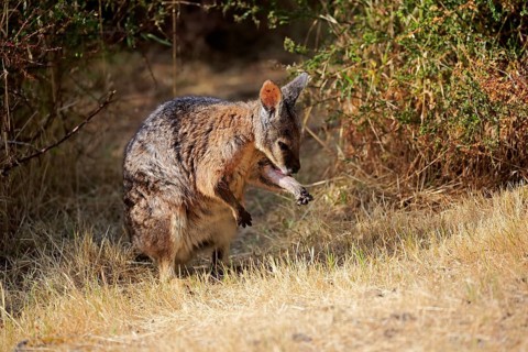 Tammar wallaby