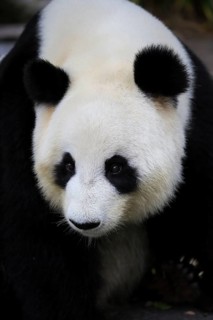 Giant panda