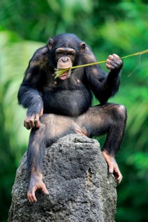 Chimpanzee