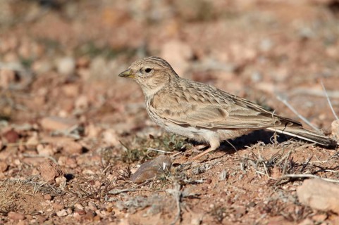 Small lesser short-toed lark