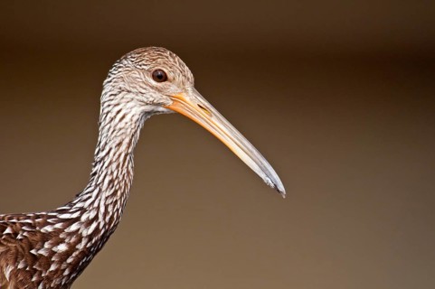 Limpkin