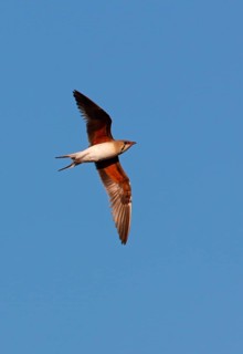 Collared Pratincole