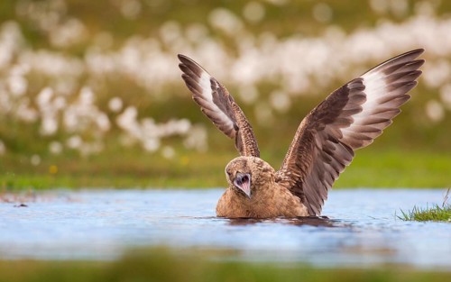 Great Skua