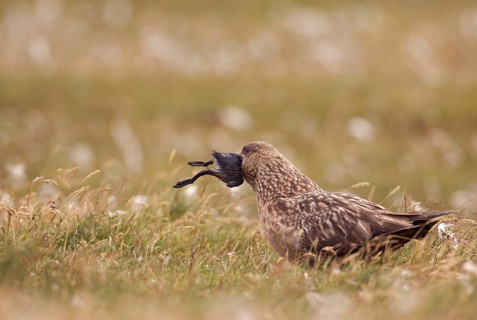 Great Skua