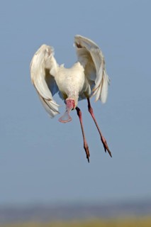 African Spoonbill