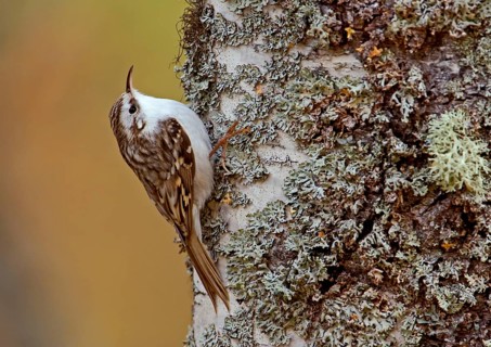 Eurasian treecreeper