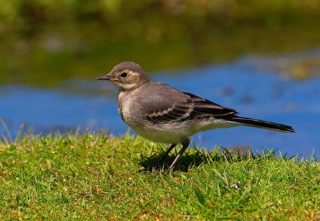 Pied Wagtail