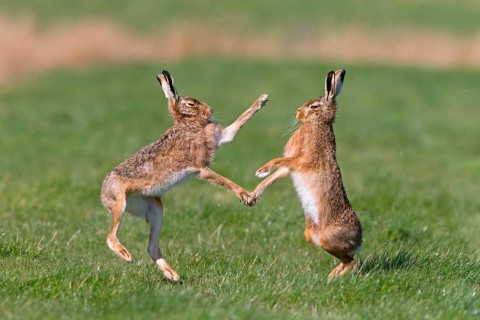 European Hare