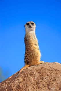 Meerkat