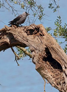 Eurasian western jackdaw
