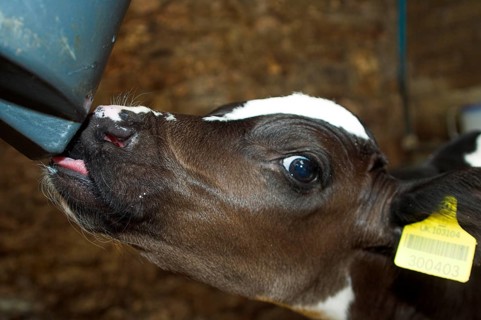 Domestic cattle