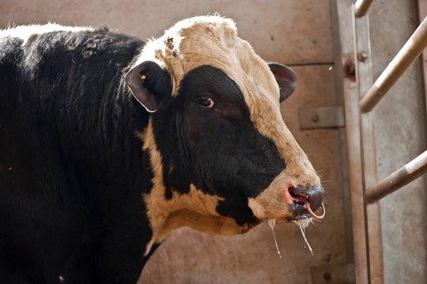 Domestic cattle