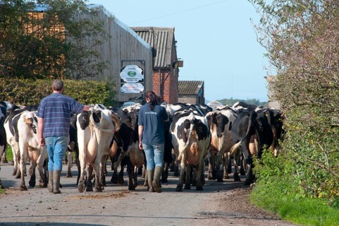 Domestic Cattle