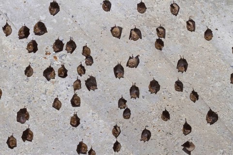 Mediterranean Horseshoe Bat