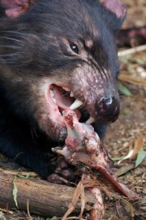 Tasmanian devil