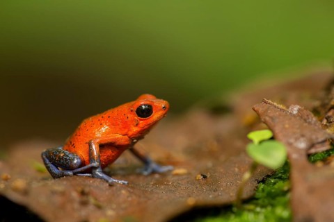 Strawberry Poison Dart Frog