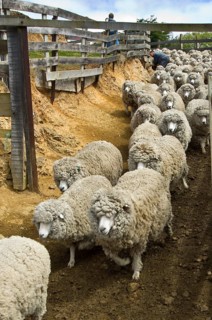 Sheep farm