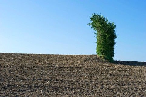 Cultivated field and hedgerow