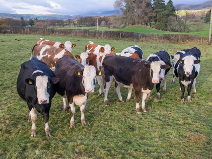 Domestic cattle