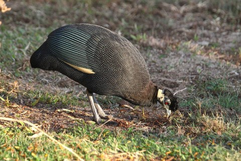 Guttera edouardi