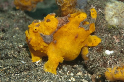 Round spotted frogfish