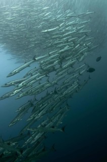 Darkfin Barracuda