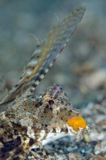 Kuiter's Dragonet