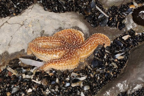 Asterias vulgaris