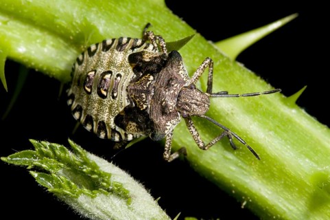 Red-legged tree bug